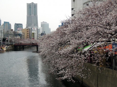 ランドマークと桜