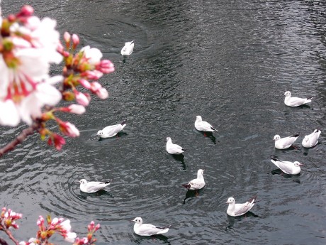 カモメと桜