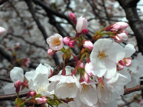 桜の花01