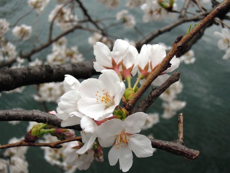 桜の花